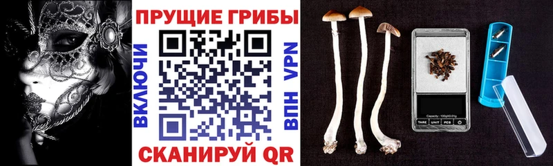 Галлюциногенные грибы Cubensis  Купить где  Котово 